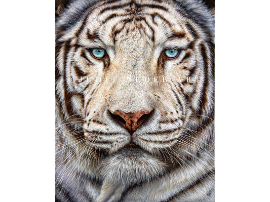 "Attraction" White Tiger Print